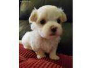 Maltese Puppy for sale in Fort Lauderdale, FL, USA