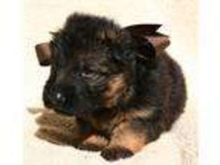 German Shepherd Dog Puppy for sale in Cherokee Village, AR, USA