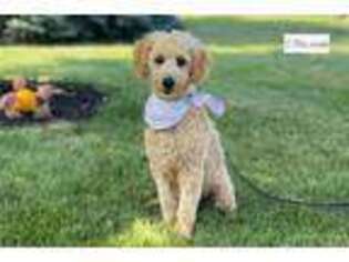 Goldendoodle Puppy for sale in South Bend, IN, USA