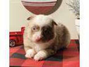 Miniature Australian Shepherd Puppy for sale in Shipshewana, IN, USA
