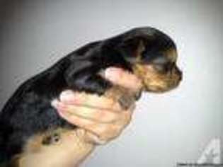 Yorkshire Terrier Puppy for sale in OCEAN SPRINGS, MS, USA