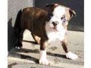 Boston Terrier Puppy for sale in Turlock, CA, USA