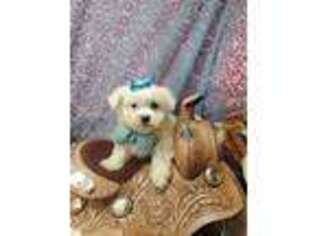 Maltese Puppy for sale in Bolingbrook, IL, USA