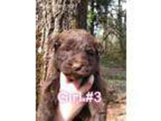 Labradoodle Puppy for sale in Marsing, ID, USA