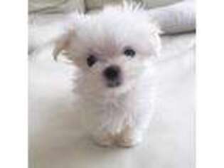 Maltese Puppy for sale in Saint Paul, MN, USA