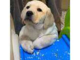 Labrador Retriever Puppy for sale in Cle Elum, WA, USA
