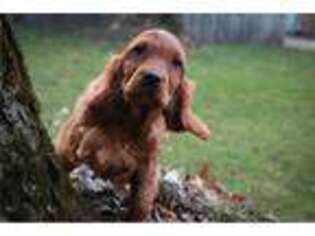 Irish Setter Puppy for sale in South Bend, IN, USA