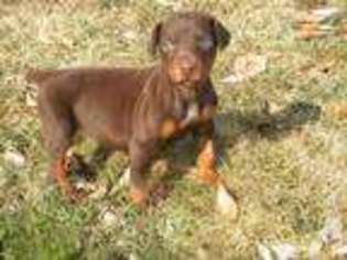 Doberman Pinscher Puppy for sale in LIBERTY, NY, USA