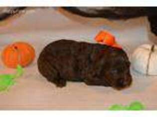 Labradoodle Puppy for sale in Evensville, TN, USA