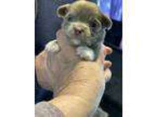 Chihuahua Puppy for sale in Cedar Falls, IA, USA