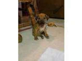 Rhodesian Ridgeback Puppy for sale in Calhoun, IL, USA