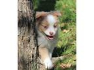 Miniature Australian Shepherd Puppy for sale in Dublin, TX, USA