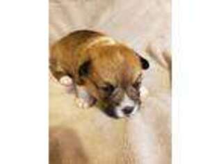 Pembroke Welsh Corgi Puppy for sale in Sparta, TN, USA