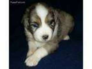 Australian Shepherd Puppy for sale in Lincoln, NE, USA