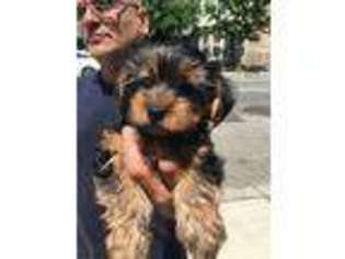 Yorkshire Terrier Puppy for sale in Montclair, NJ, USA