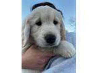 Golden Retriever Puppy for sale in Pensacola, FL, USA