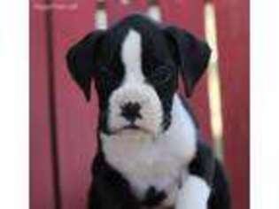 Boxer Puppy for sale in Wentworth, MO, USA