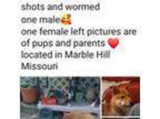 Shiba Inu Puppy for sale in Marble Hill, MO, USA