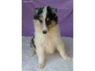 Collie Puppy for sale in Oriental, NC, USA