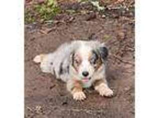 Miniature Australian Shepherd Puppy for sale in Griffin, GA, USA