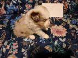 Australian Shepherd Puppy for sale in Wolcott, NY, USA