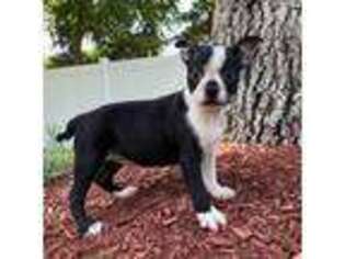 Boston Terrier Puppy for sale in Riverhead, NY, USA