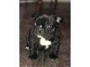 French Bulldog Puppy for sale in Windsor, MO, USA