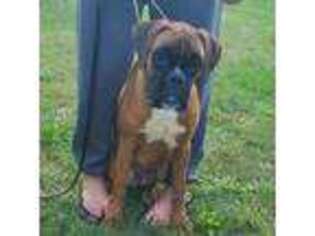 Boxer Puppy for sale in Ontario, NY, USA