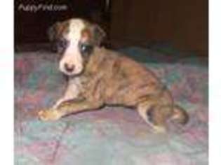 Whippet Puppy for sale in Goldendale, WA, USA