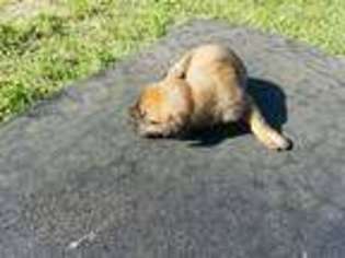 Bullmastiff Puppy for sale in Western Grove, AR, USA