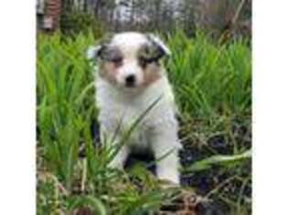 Miniature Australian Shepherd Puppy for sale in Sandown, NH, USA