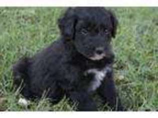 Mutt Puppy for sale in Hudson, NC, USA