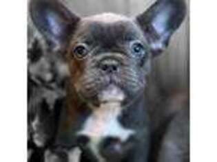 French Bulldog Puppy for sale in Chewelah, WA, USA