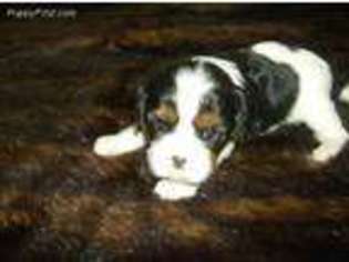 Cavalier King Charles Spaniel Puppy for sale in Vista, CA, USA