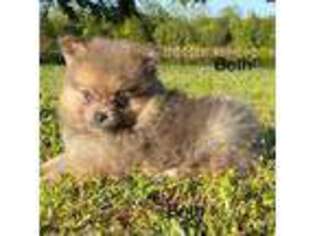 Pomeranian Puppy for sale in Konawa, OK, USA