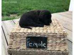 Labradoodle Puppy for sale in Bryan, OH, USA