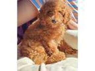 Goldendoodle Puppy for sale in East Brunswick, NJ, USA