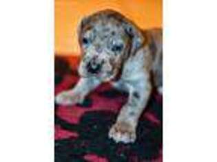 Great Dane Puppy for sale in Carthage, TX, USA