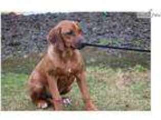 Rhodesian Ridgeback Puppy for sale in Albany, NY, USA