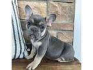 French Bulldog Puppy for sale in Shreve, OH, USA