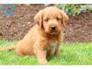 Labradoodle Puppy for sale in Lancaster, PA, USA