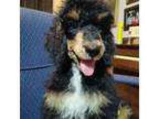 Mutt Puppy for sale in Earlsboro, OK, USA