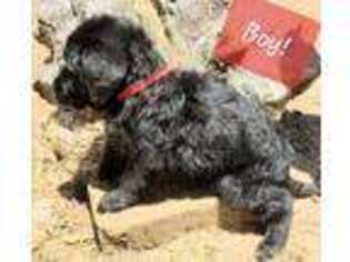 Labradoodle Puppy for sale in Bay Springs, MS, USA