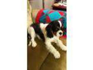 Cavalier King Charles Spaniel Puppy for sale in Taylorsville, NC, USA