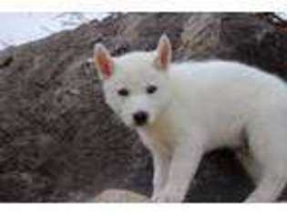 Siberian Husky Puppy for sale in Tremonton, UT, USA