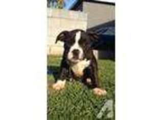 American Pit Bull Terrier Puppy for sale in COMPTON, CA, USA