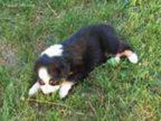 Australian Shepherd Puppy for sale in Hicksville, OH, USA