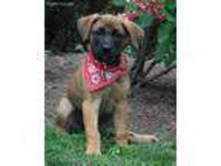 Mutt Puppy for sale in Canton, PA, USA