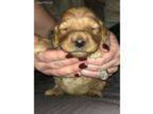 Goldendoodle Puppy for sale in Hardy, VA, USA