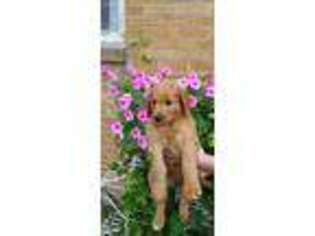 Goldendoodle Puppy for sale in Pierson, MI, USA